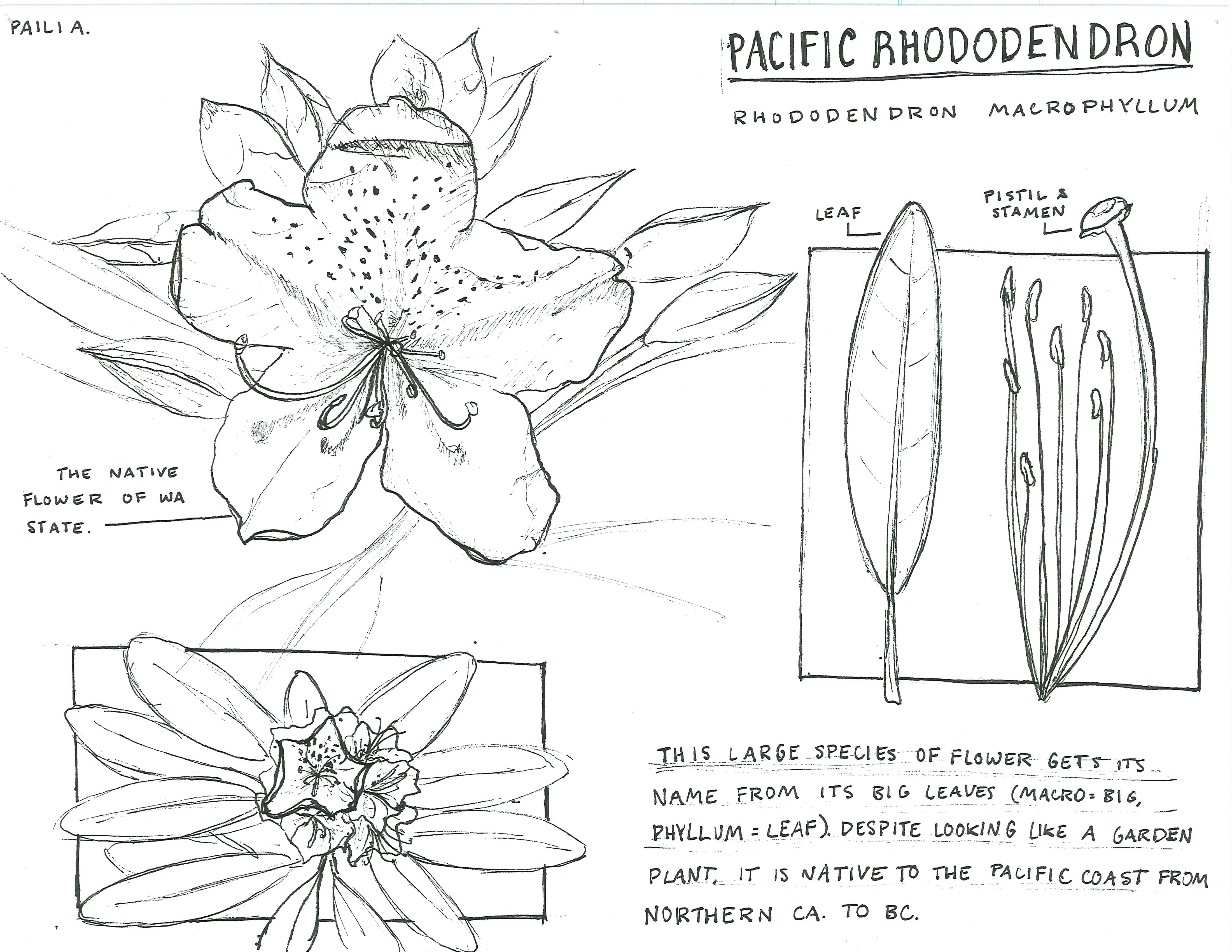 Hand-sketched artwork depicting a pacific rhododendron’s flower, leaf, pistil, and stamen.